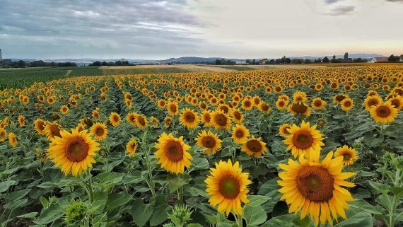 Zonnebloemen