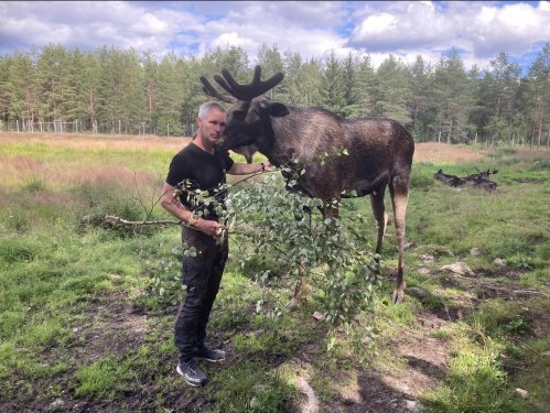 Zweden Eland