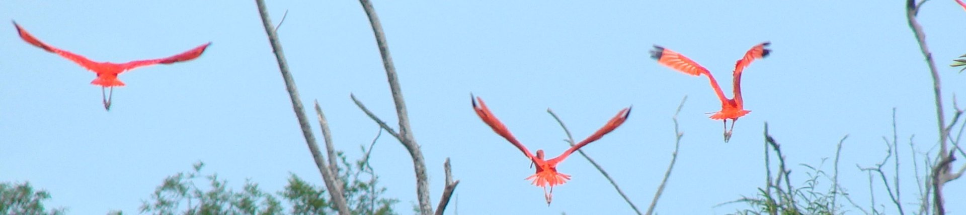 BAnner Suriname